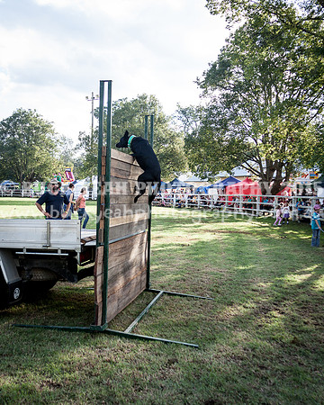Stroud Show 369