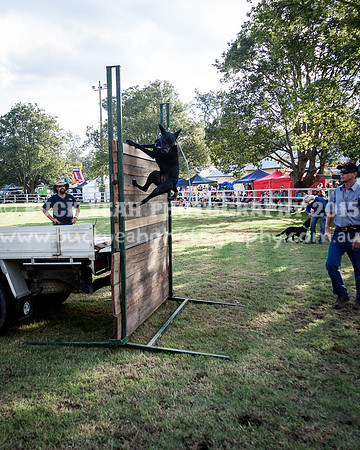 Stroud Show 371