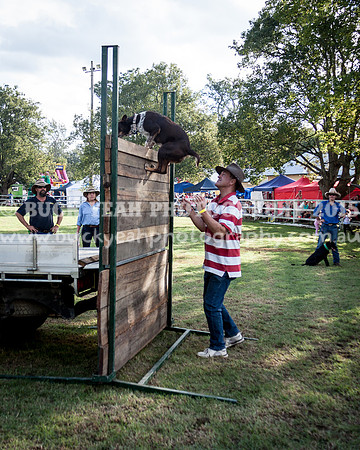 Stroud Show 377