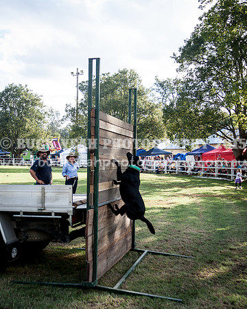 Stroud Show 378