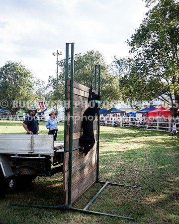 Stroud Show 379