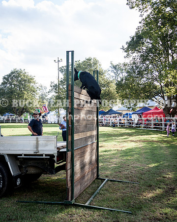 Stroud Show 381