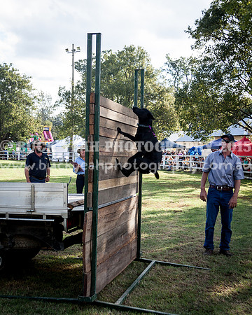 Stroud Show 382