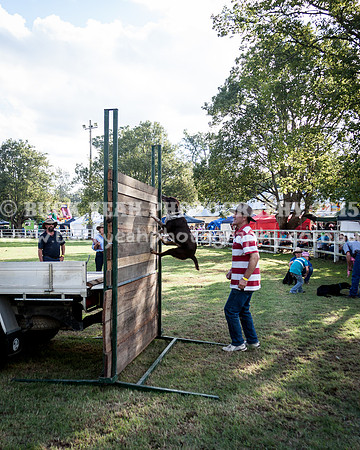 Stroud Show 384