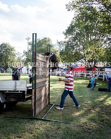 Stroud Show 385