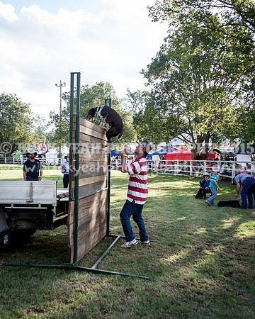 Stroud Show 386