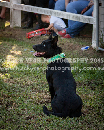 Stroud Show 389