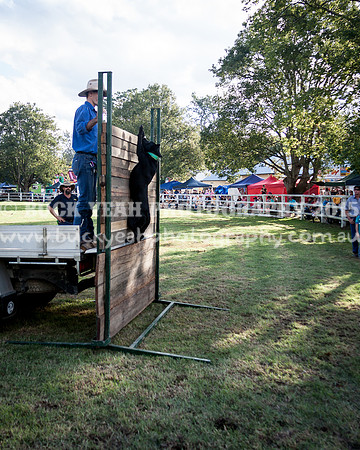 Stroud Show 391