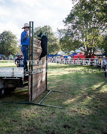 Stroud Show 392