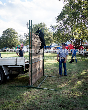 Stroud Show 395