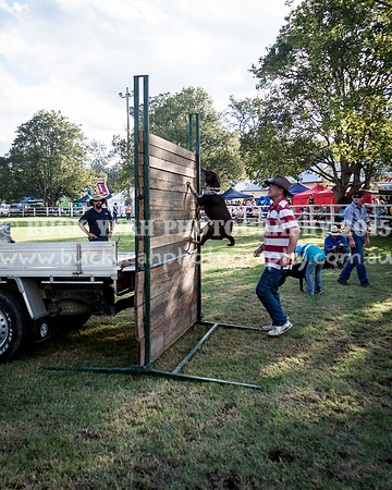 Stroud Show 397