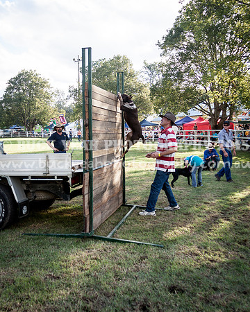 Stroud Show 398