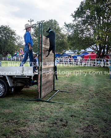 Stroud Show 399