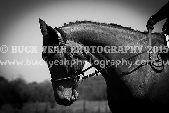 SPP Dressage 2025-284