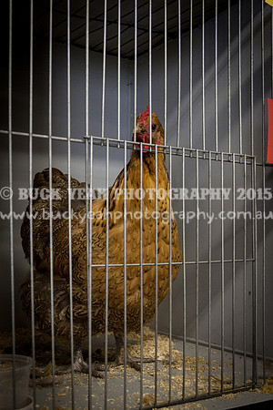 Singleton Show 15 C-45