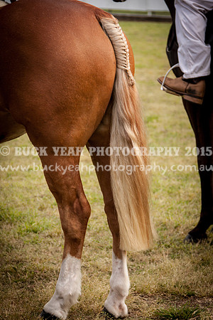 Singleton Show 15 -11