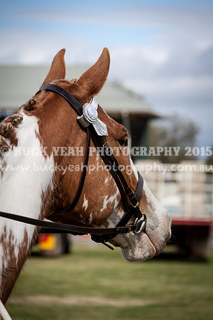 Singleton Show 15 -16