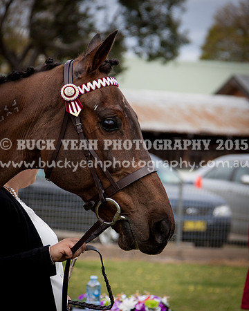 Singleton Show 15 -21