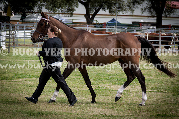 Singleton Show 15 -25