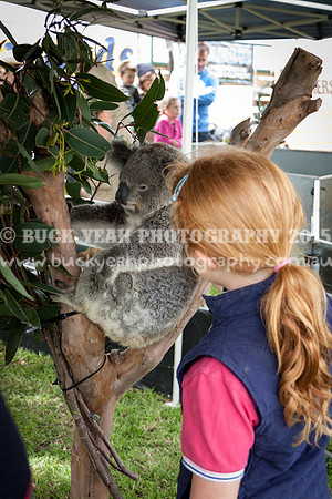 Singleton Show 15 -77