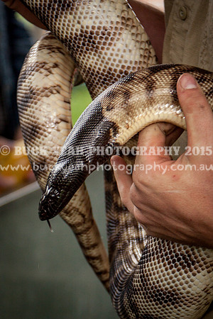 Singleton Show 15 -85