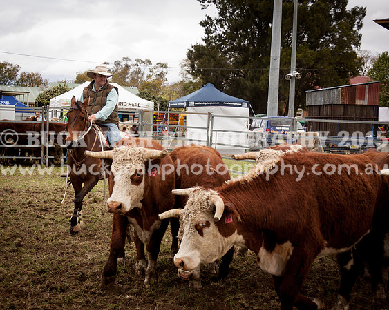 Singleton Show 15 -102