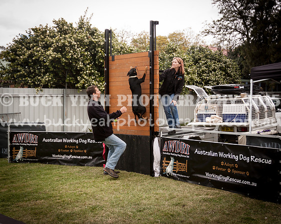 Singleton Show 15 -107