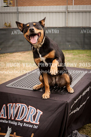 Singleton Show 15 -112