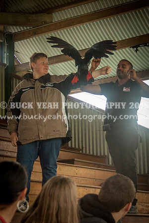 Singleton Show 15 -117