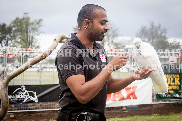 Singleton Show 15 -125