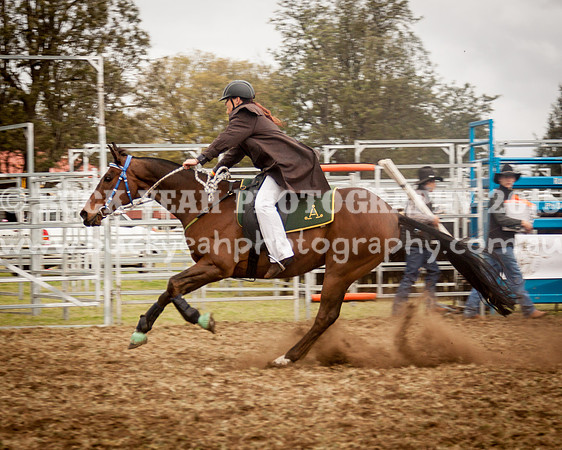 Singleton Show 15 -135