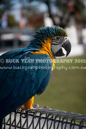 Singleton Show 15 -387