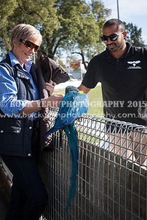 Singleton Show 15 -385