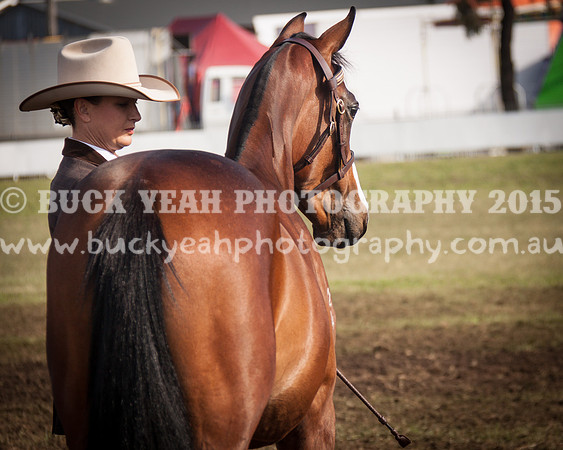 Singleton Show 15 -386