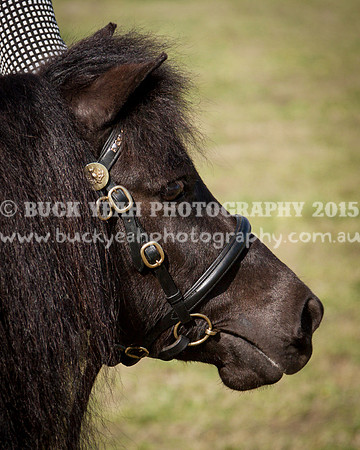Singleton Show 15 -391