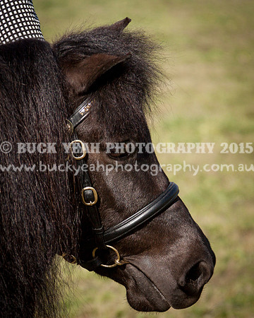 Singleton Show 15 -392