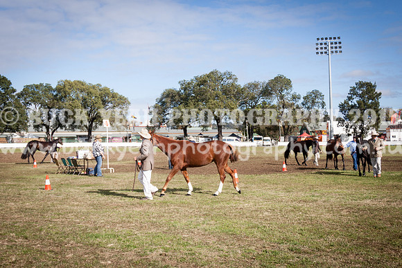 Singleton Show 15 -394