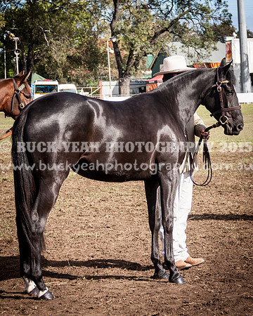 Singleton Show 15 -396