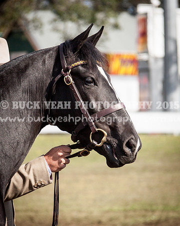 Singleton Show 15 -397