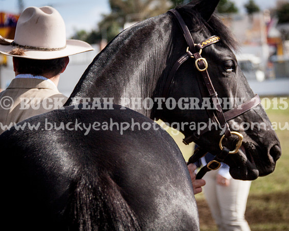 Singleton Show 15 -398