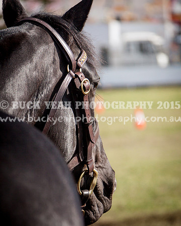 Singleton Show 15 -399