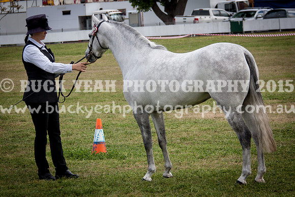 Singleton Show 15 -403