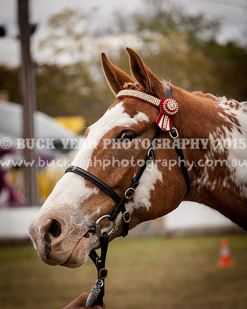Singleton Show 15 -406