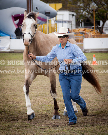 Singleton Show 15 -409