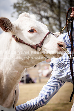 Singleton Show 15 -436