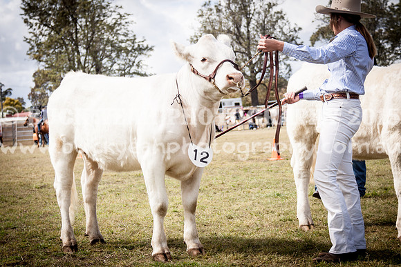 Singleton Show 15 -435