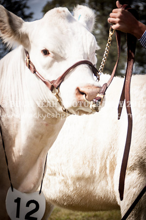 Singleton Show 15 -437