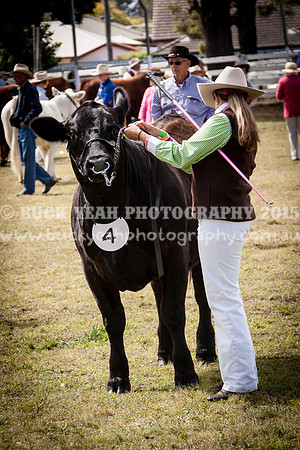 Singleton Show 15 -438