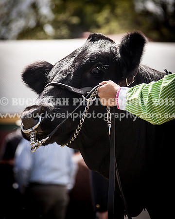 Singleton Show 15 -439