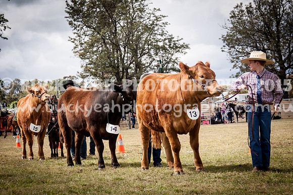 Singleton Show 15 -441